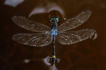 dragonfly on a leaf