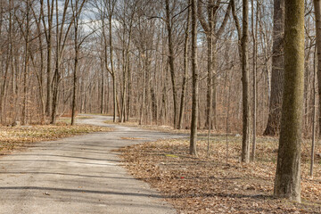 Obraz premium Winding Pathway in the Woods Early Spring