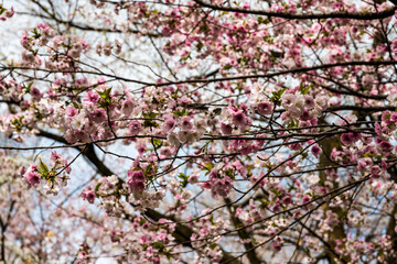林業試験場樹木公園の松前早咲桜