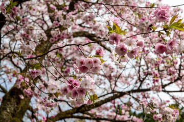 Fototapeta premium 林業試験場樹木公園の松前早咲桜