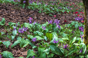 林業試験場樹木公園のカタクリの群落