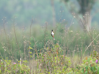 The red-whiskered bulbul (Pycnonotus jocosus), or crested bulbul, is a passerine bird found in Asia. It is a member of the bulbul family. it contain two to three eggs.it is only found in a small area.