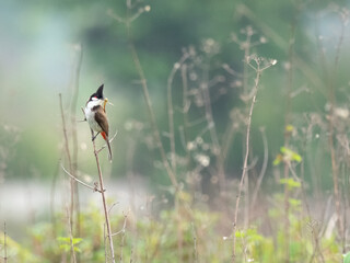 The red-whiskered bulbul (Pycnonotus jocosus), or crested bulbul, is a passerine bird found in Asia. It is a member of the bulbul family. it contain two to three eggs.it is only found in a small area.