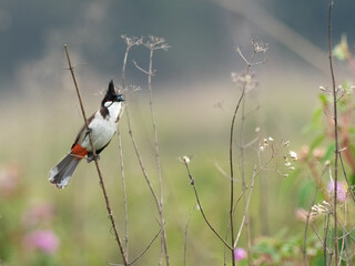 The red-whiskered bulbul (Pycnonotus jocosus), or crested bulbul, is a passerine bird found in...