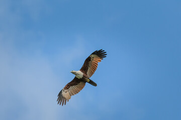 Brahminy Kite showing wing spread on sky background.