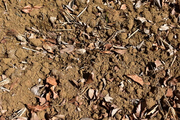 落ち葉と土