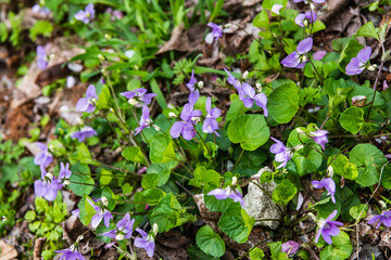 林業試験場樹木公園のタチツボスミレ
