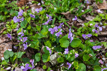 林業試験場樹木公園のタチツボスミレ