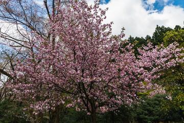 Naklejka premium 林業試験場樹木公園の八重紫桜