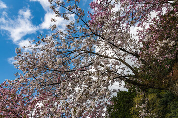 林業試験場樹木公園の有明桜