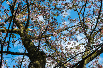 林業試験場樹木公園の一葉　イチヨウ　桜