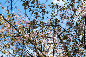 林業試験場樹木公園の一葉　イチヨウ　桜