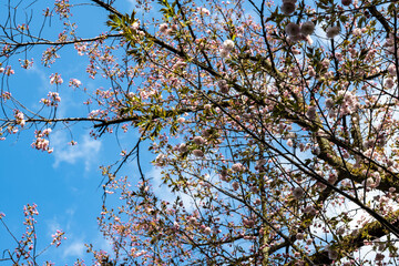 林業試験場樹木公園の一葉　イチヨウ　桜