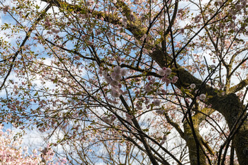 林業試験場樹木公園の一葉　イチヨウ　桜