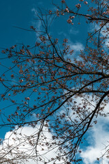 林業試験場樹木公園の一葉　イチヨウ　桜