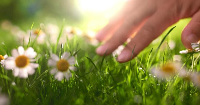 Close up girl’s hand on grass flower field.