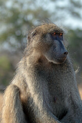 Baboon primate orange eyes in Kruger National Park in South Africa