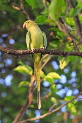 Wild Indian Ringneck parakeet