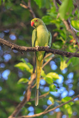 Wild Indian Ringneck parakeet