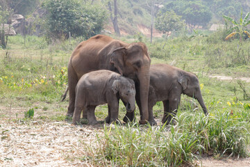 Asian elephant family