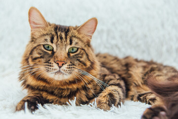 Long-haired charcoal bengal kitty cat laying on the white fury blanket