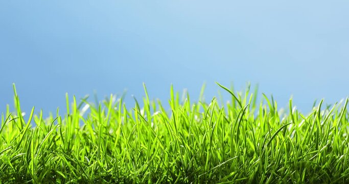 Timelapse of  grass growing