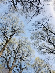 spring trees and sky