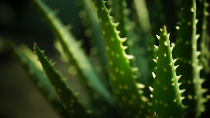 aloe vera plant