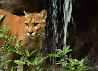 Leon de montaña © Costa Rica Nature!