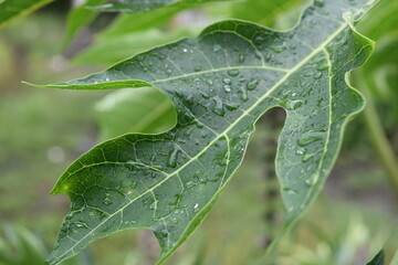 Hoja Verde