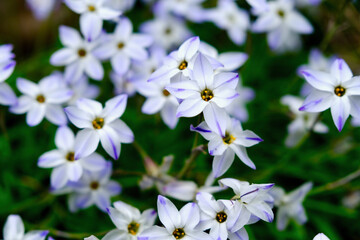 ハナニラ（春）