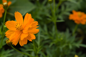 yellow flower in the garden