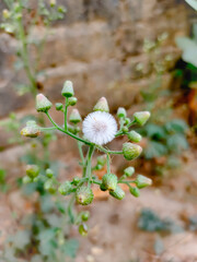 White flowers pictures