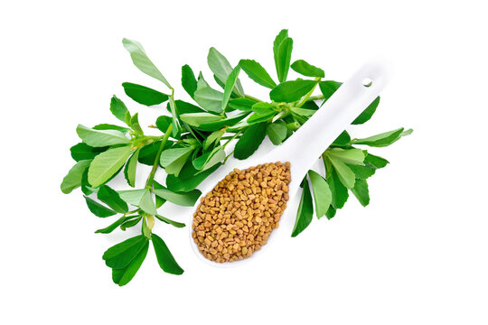 Fenugreek with green leaves in spoon top