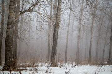 tree trunks, spring forest in fog