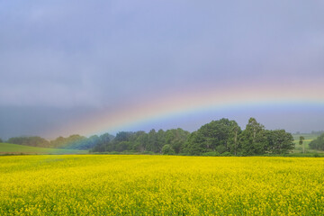 音威子府村 虹と菜の花畑
