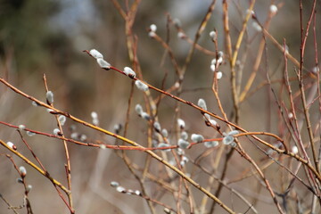 April Life In The Trees, Gold Bar Park, Edmonton, Alberta