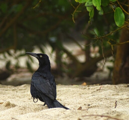 crow on the ground