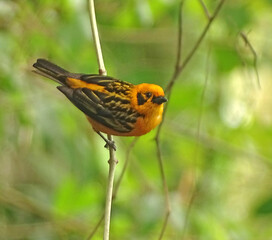 Bird on a leaf - Tangara dorada