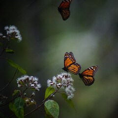 monarch butterfly on a flower