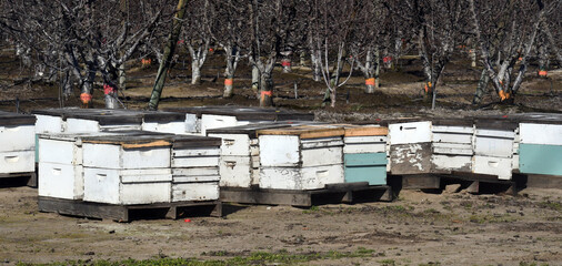 A landscape shot of honeybee boxes during pollination period