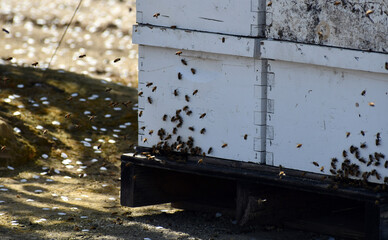 close up shot of honey bee box pollination
