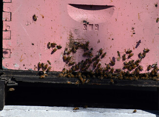 Closeup focus shot of bees gathered outside of a beehive