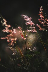 fireworks in the forest