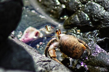 crab on the beach