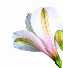 chrysanthemum flower growing on white background