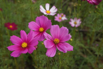 Pink and white flowers in a flower field give a feeling of relaxation and freshness.