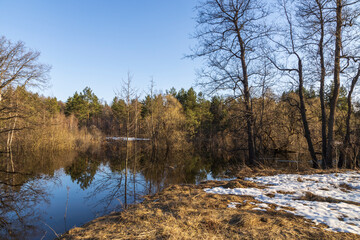 Spring flood. High water level in early spring. Trees lit by the sun stand in the water. Dry grass and snow in the foreground.