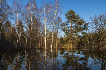 Trees and blue sky are reflected in the river. Spring flood. High water level in early spring. Trees are in the water.