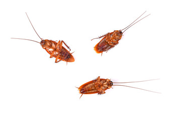 Cockroach isolated on white background. Top view